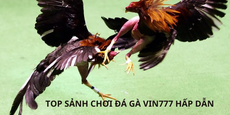 Sảnh đá gà Vin777 cao cấp nhất